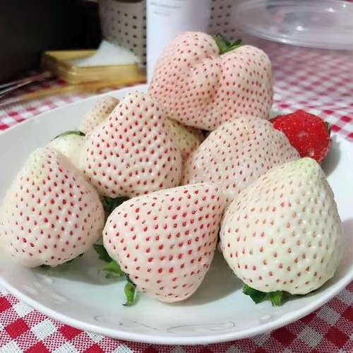 【 Sweet and Juicy 】White Strawberry 🍓 Seeds