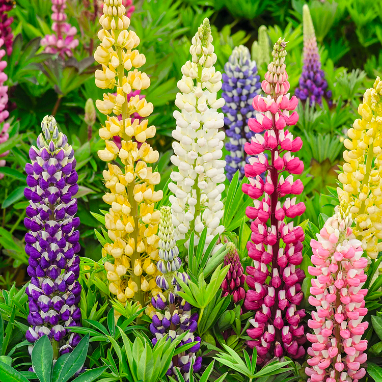 Lupine Flower Seeds - Mixed Color