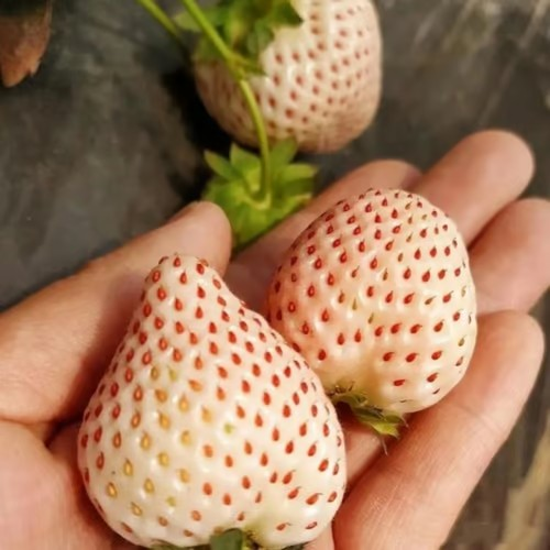 【 Sweet and Juicy 】White Strawberry 🍓 Seeds