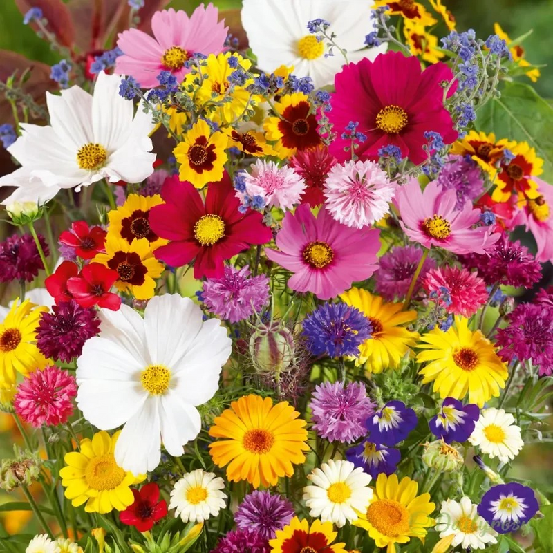 Mixed Perennial Flowers for All Seasons – 100+ Kinds