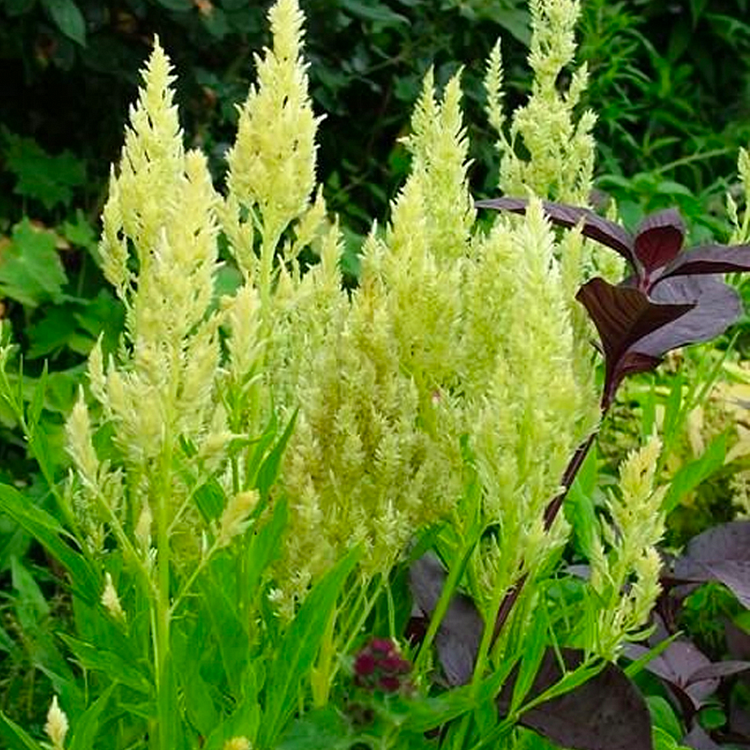 Plumed Castle Celosia Seeds