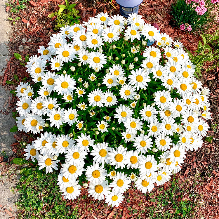 Daisy Seeds