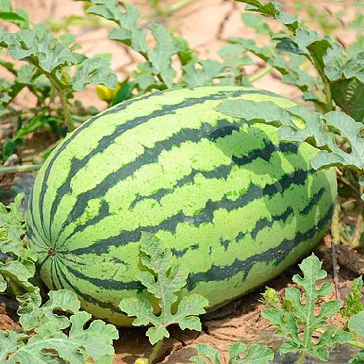 Watermelon Seeds - Lazy