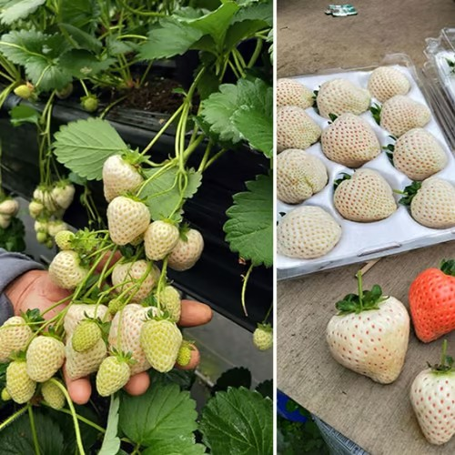 【 Sweet and Juicy 】White Strawberry 🍓 Seeds