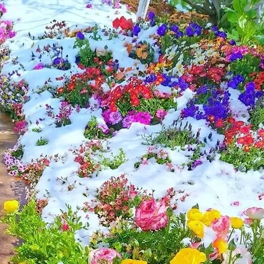 Mixed Perennial Flowers for All Seasons – 100+ Kinds