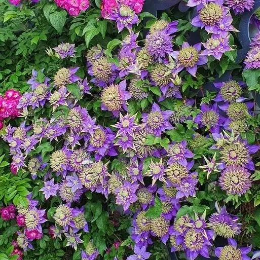 47%OFF🎉Mixed-Color Climbing Clematis Flower