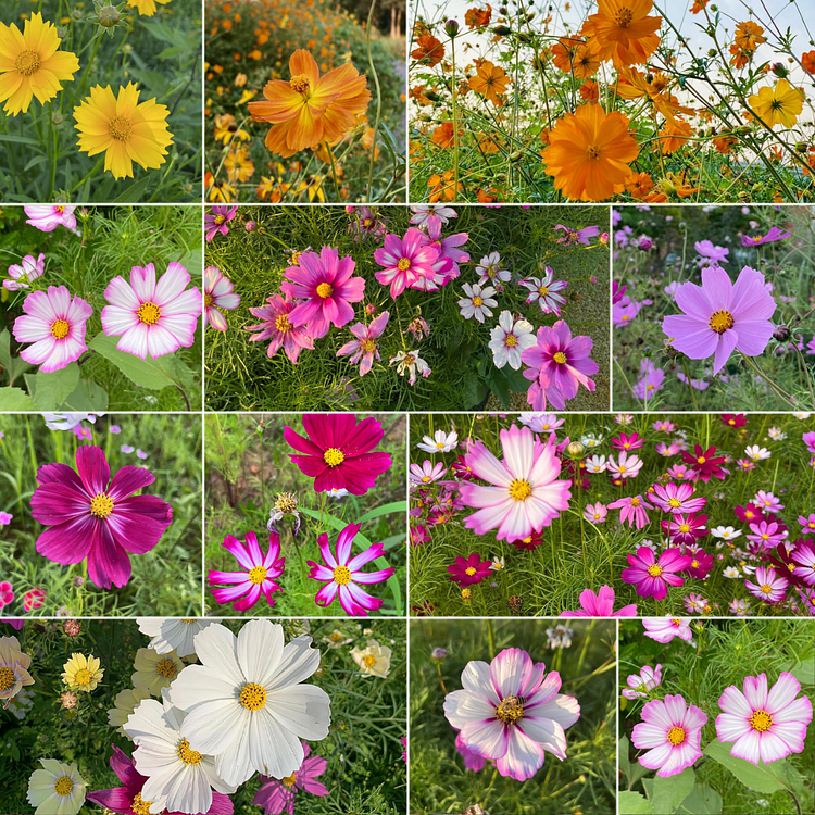 Mixed Cosmos Flower Seed