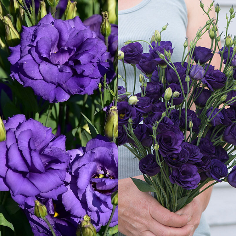 Lisianthus / Eustoma Grandiflorum Seeds - Thornless Rose