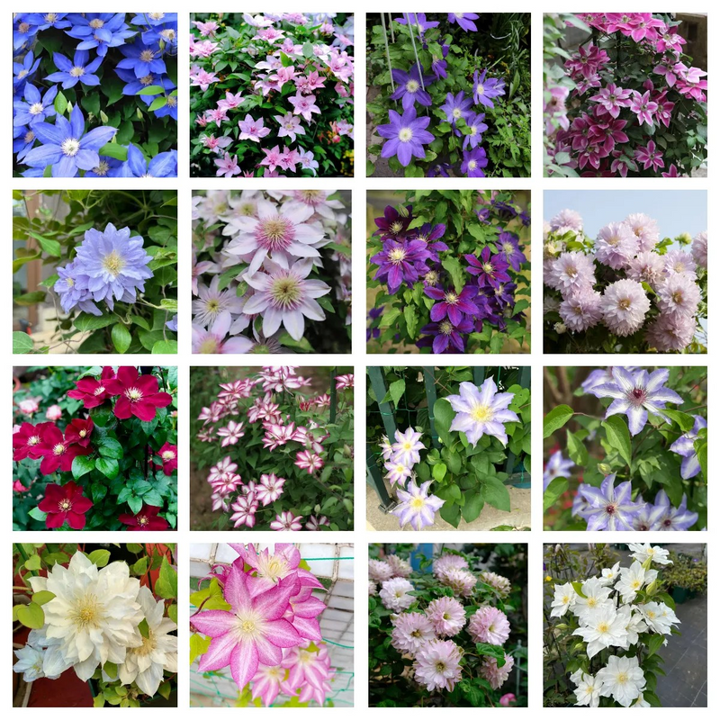 47%OFF🎉Mixed-Color Climbing Clematis Flower