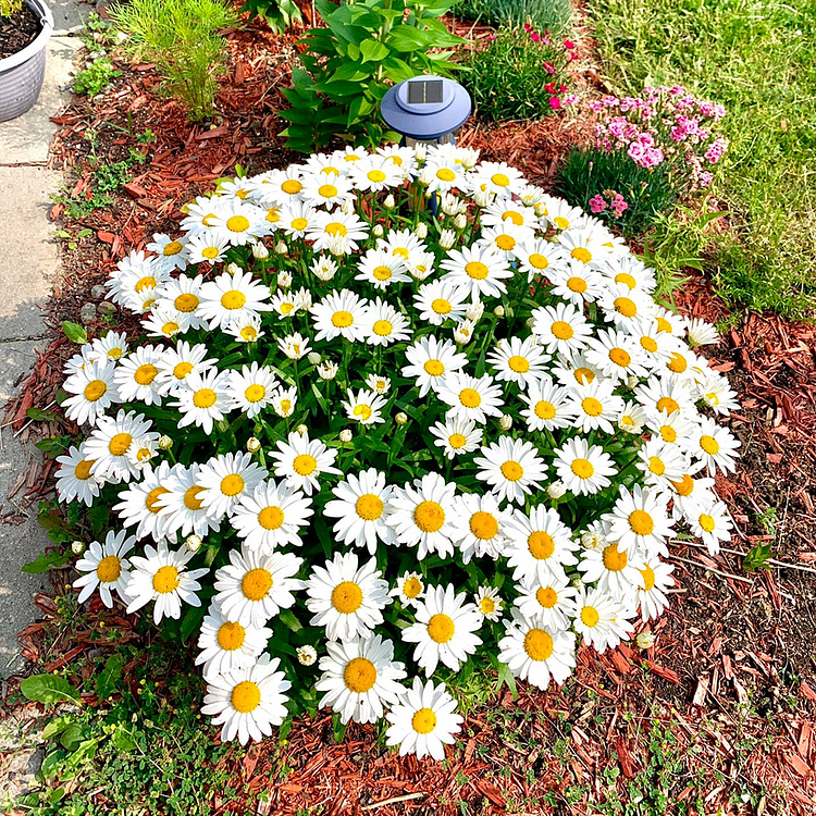 Daisy Seeds