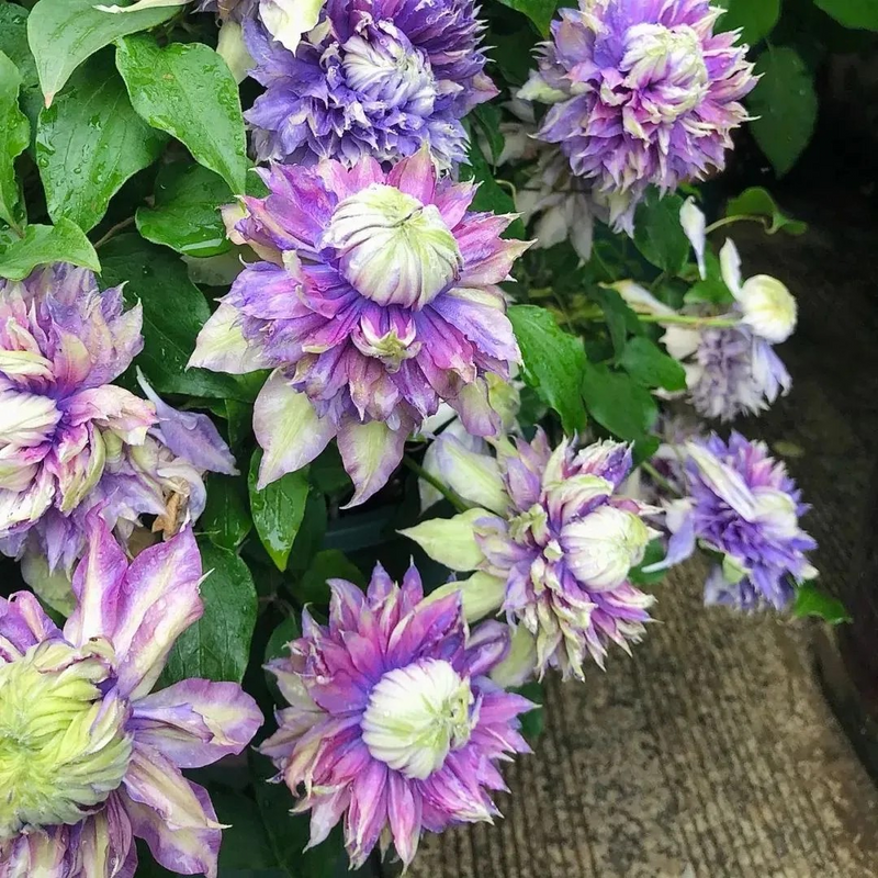 47%OFF🎉Mixed-Color Climbing Clematis Flower