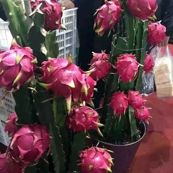 Bonsai Pitaya Seeds-Dragon Fruit