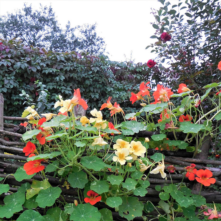 Nasturtium Seeds - Mixed Colors