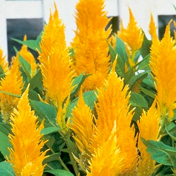 Plumed Castle Celosia Seeds