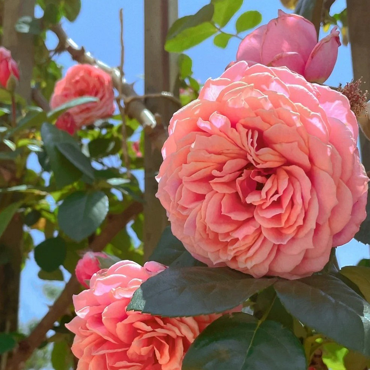 Climbing Vine Rose Flower Seeds🌹