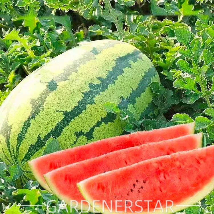 Watermelon Seeds - Lazy