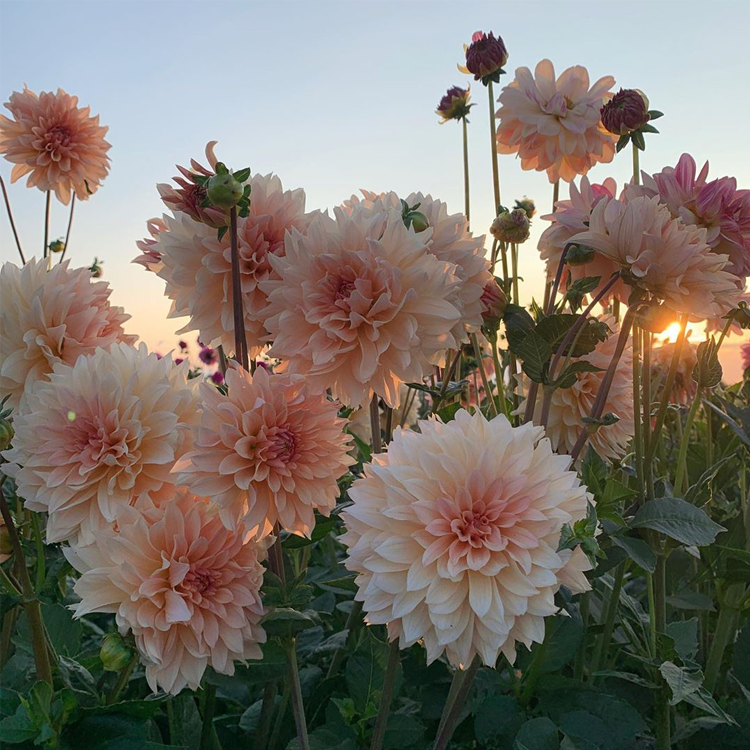 Dahlia Seeds - Mixed