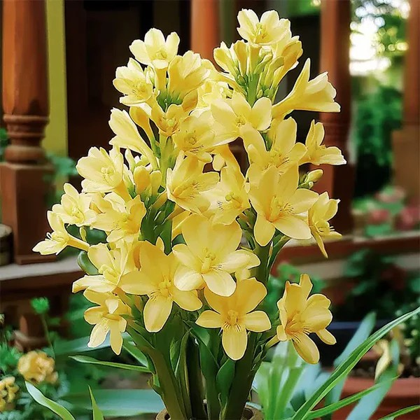 Double Petal Tuberose | Buy 1 Get 4 Free