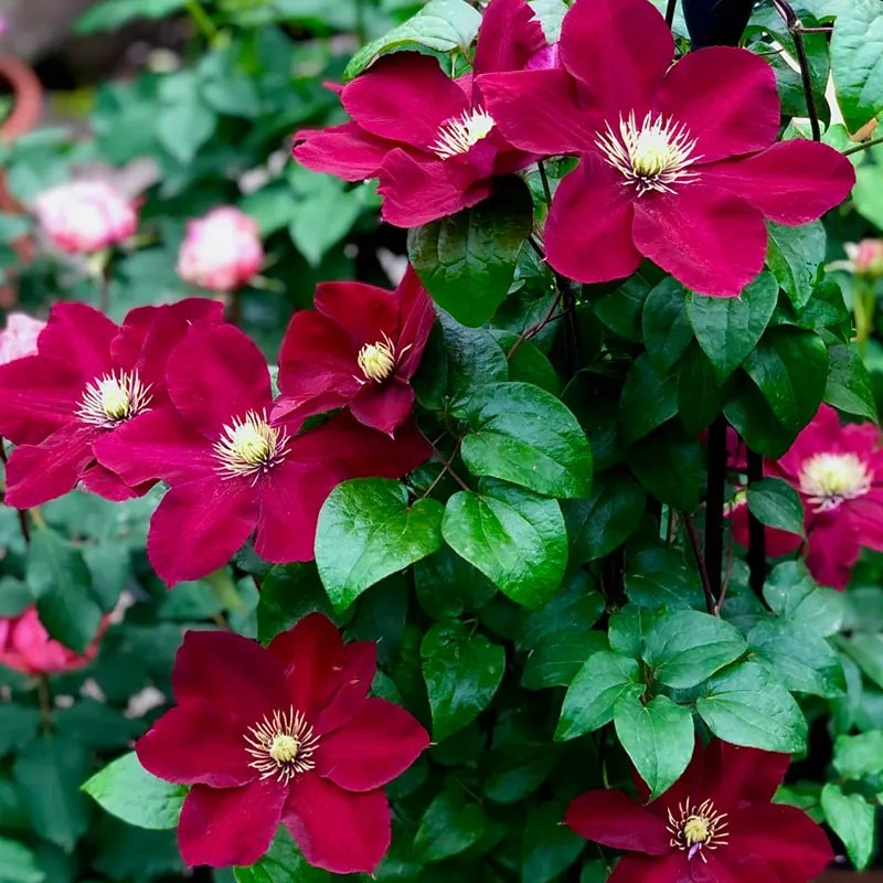 47%OFF🎉Mixed-Color Climbing Clematis Flower