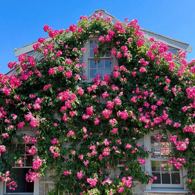 Climbing Vine Rose Flower Seeds🌹