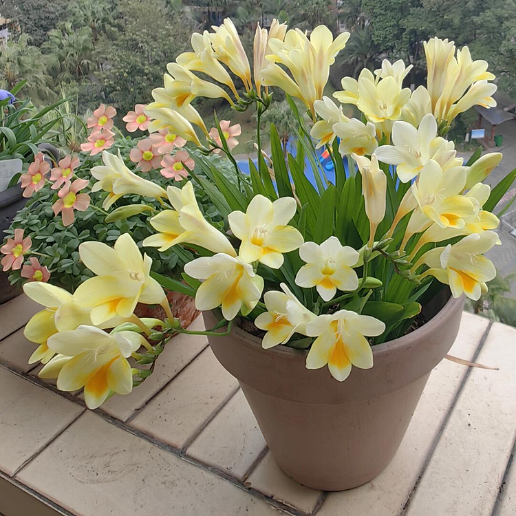 Freesia Bulbs