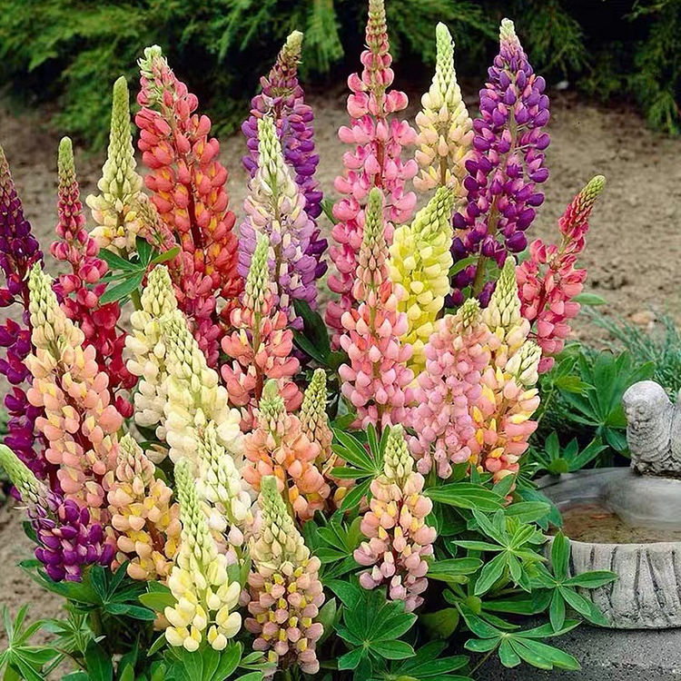 Lupine Flower Seeds - Mixed Color