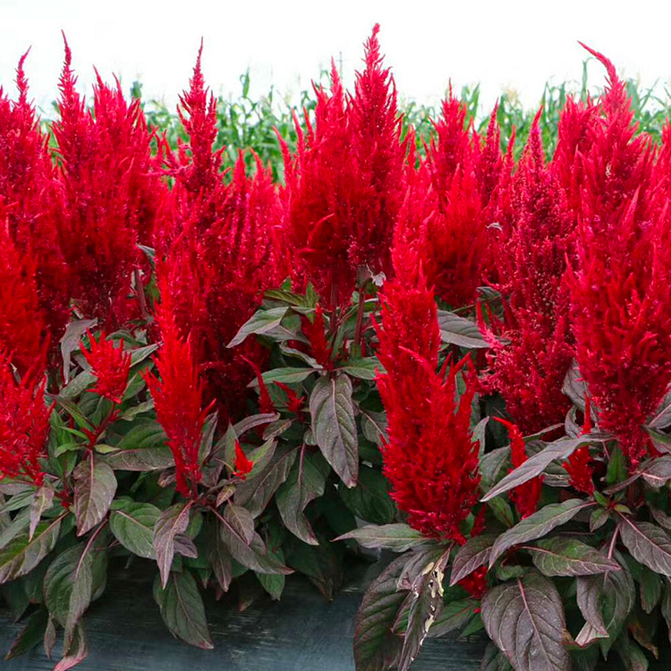 Plumed Castle Celosia Seeds