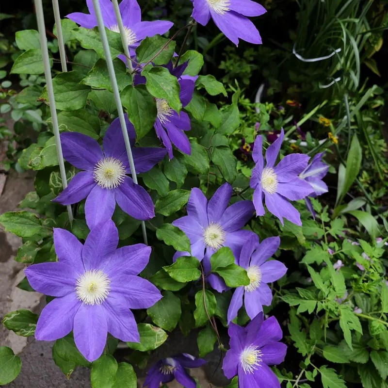 47%OFF🎉Mixed-Color Climbing Clematis Flower