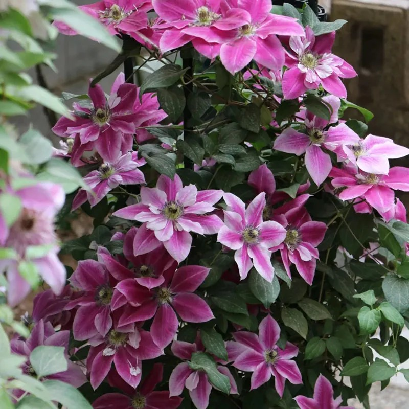 47%OFF🎉Mixed-Color Climbing Clematis Flower