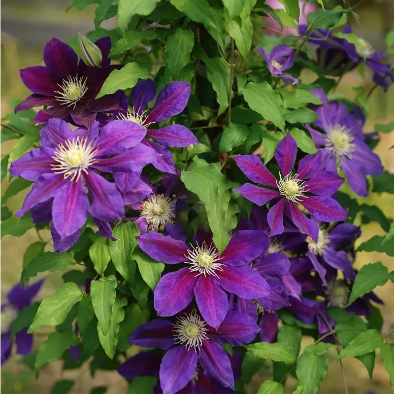 47%OFF🎉Mixed-Color Climbing Clematis Flower