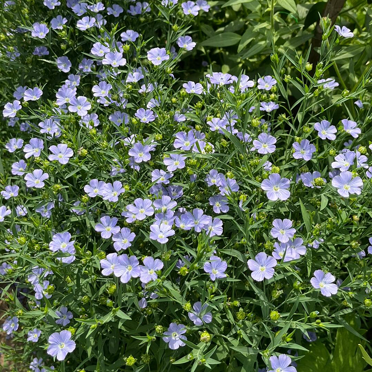 Blue Flax Seeds