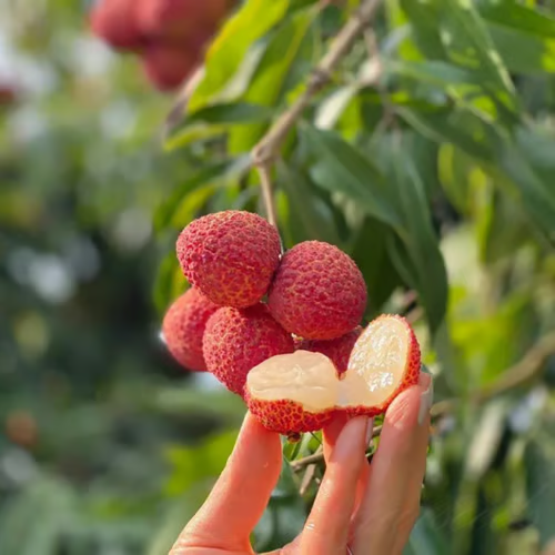 ✨Seedless Lychee Seeds