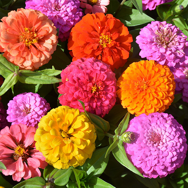 Zinnia Seeds-Double Flowered-Mixed Color