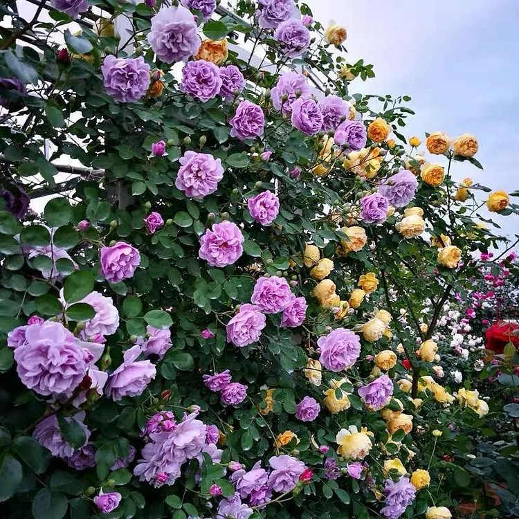 Climbing Vine Rose Flower Seeds🌹