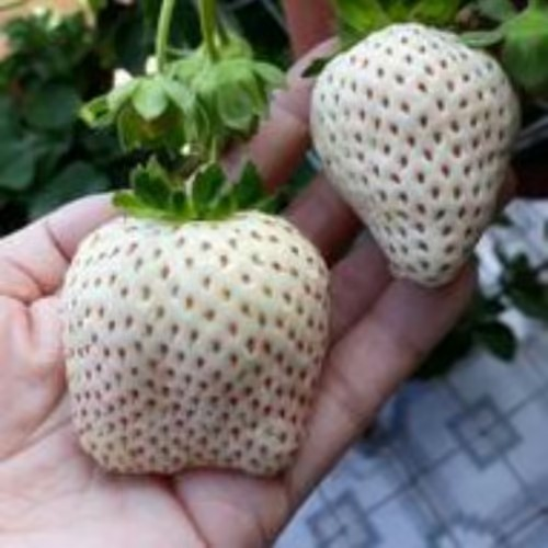 【 Sweet and Juicy 】White Strawberry 🍓 Seeds