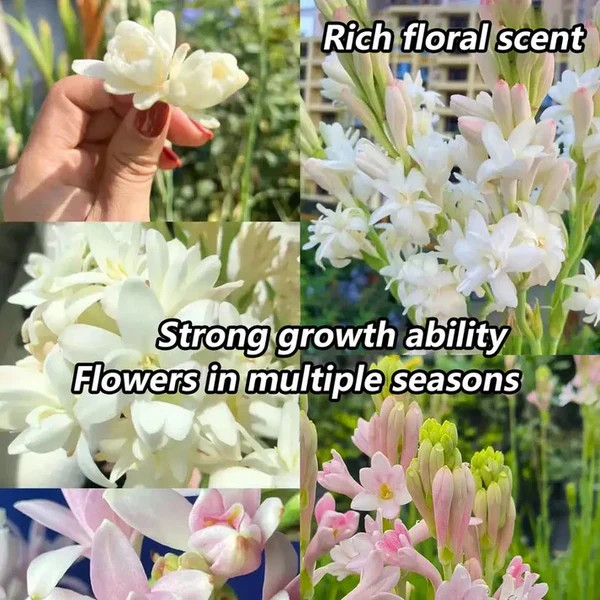 Double Petal Tuberose | Buy 1 Get 4 Free