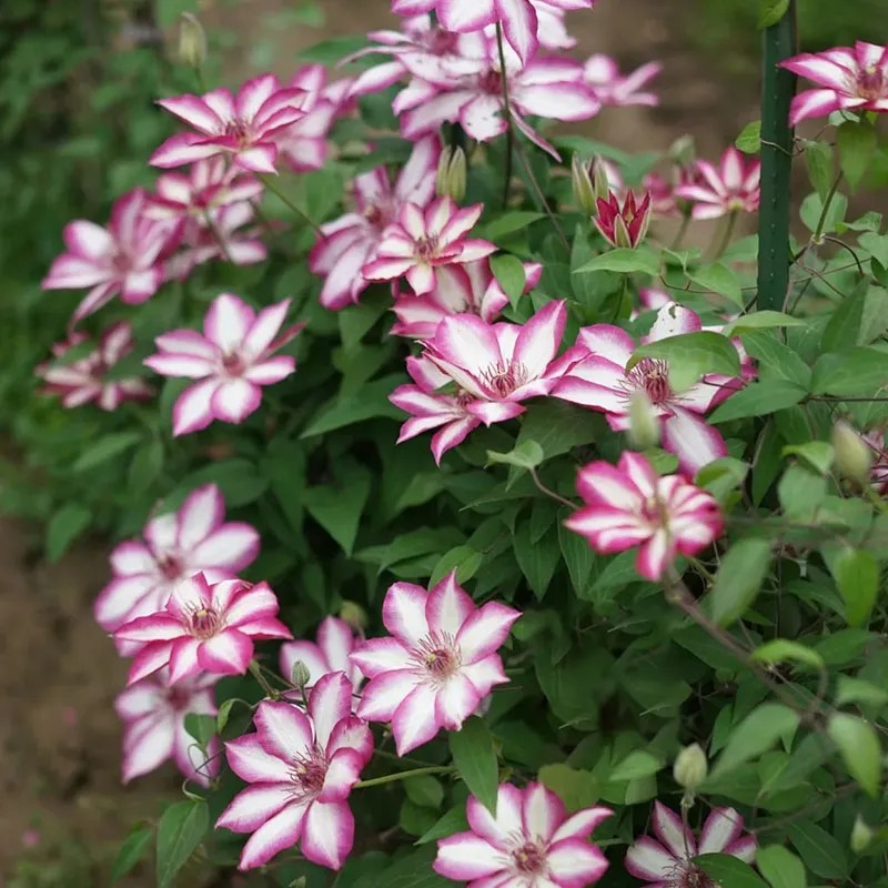 47%OFF🎉Mixed-Color Climbing Clematis Flower