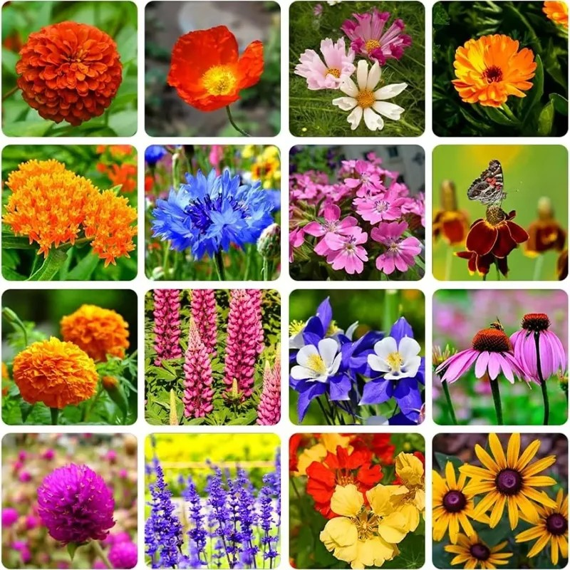 Mixed Perennial Flowers for All Seasons – 100+ Kinds