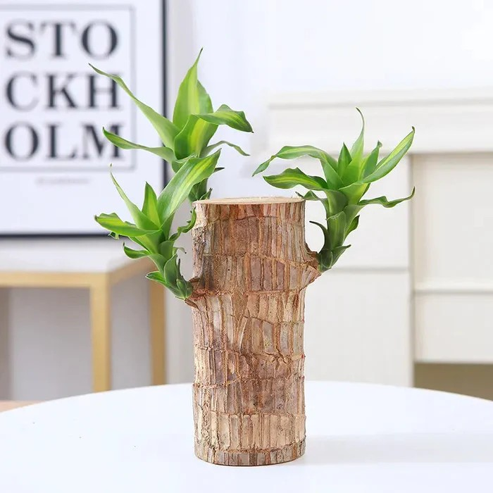 Fortune Brazil Wood Potted Plant