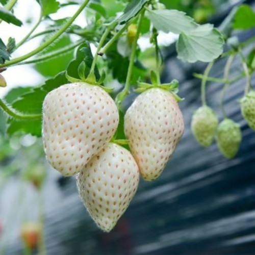 【 Sweet and Juicy 】White Strawberry 🍓 Seeds