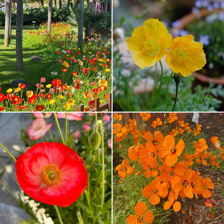 California Poppy Seeds - Mixed Colors