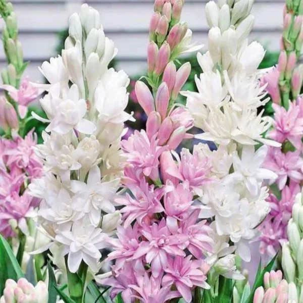 Double Petal Tuberose | Buy 1 Get 4 Free