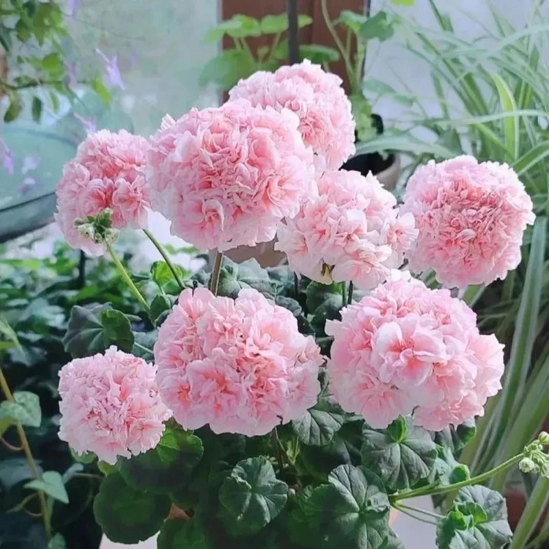 🌸 50%+ Discount for a Limited Time - Apple Blossom Geranium Seeds 🌸