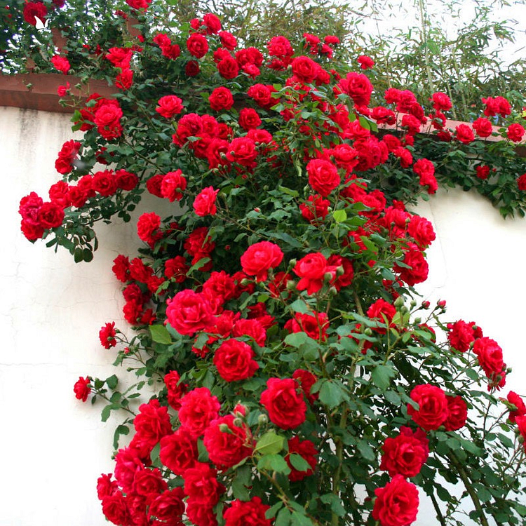 Climbing Vine Rose Flower Seeds🌹