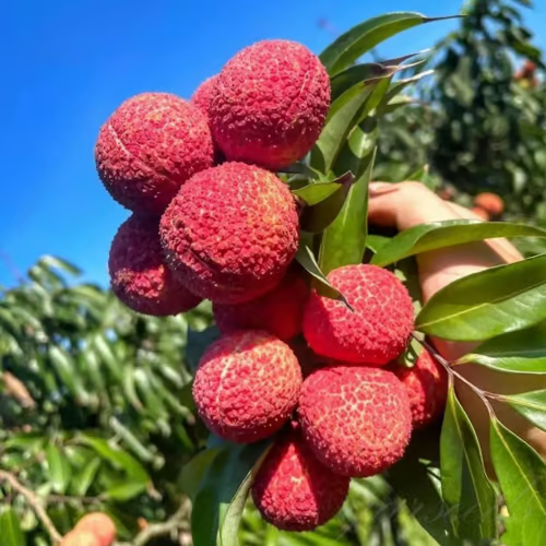 ✨Seedless Lychee Seeds