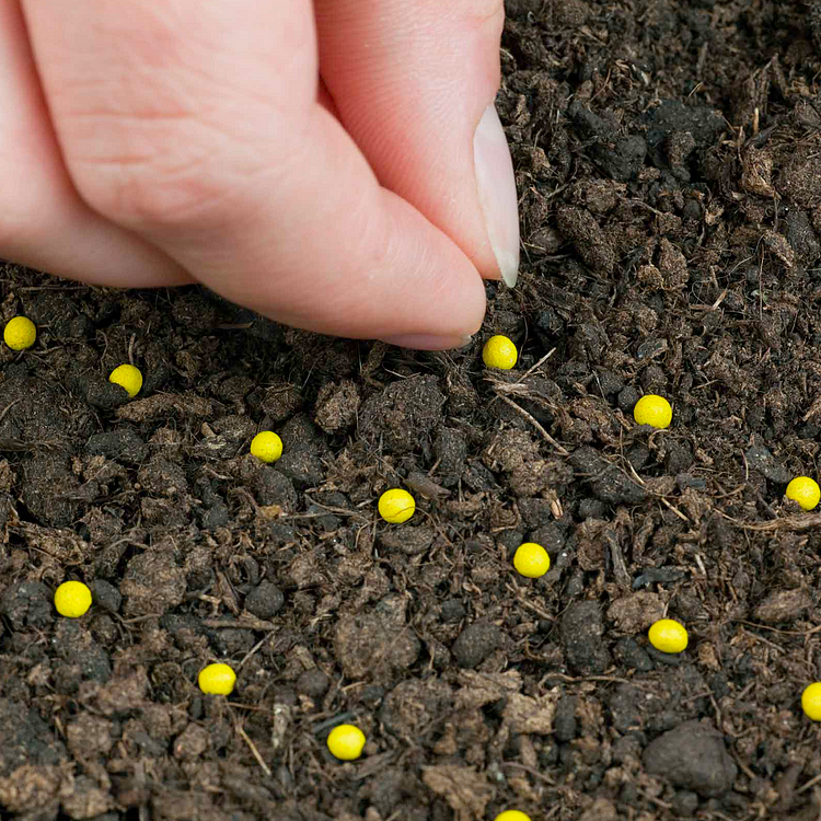 Lisianthus / Eustoma Grandiflorum Seeds - Thornless Rose