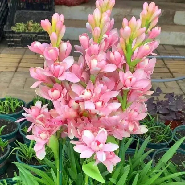 Double Petal Tuberose | Buy 1 Get 4 Free