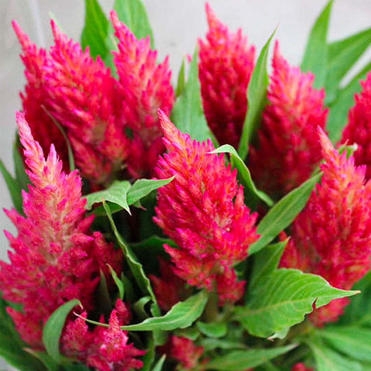 Plumed Castle Celosia Seeds