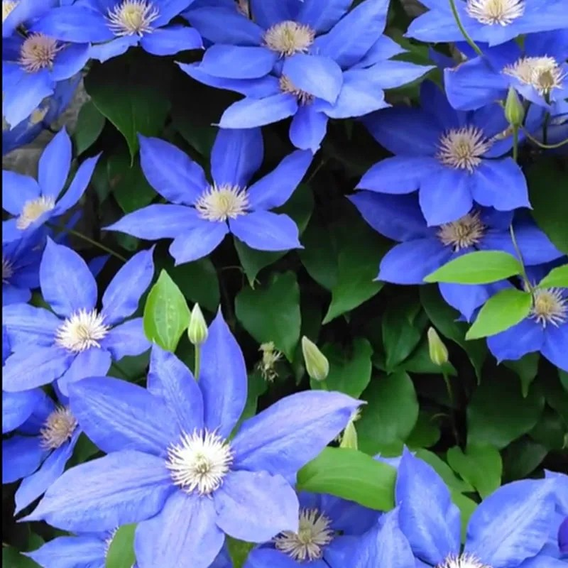 47%OFF🎉Mixed-Color Climbing Clematis Flower