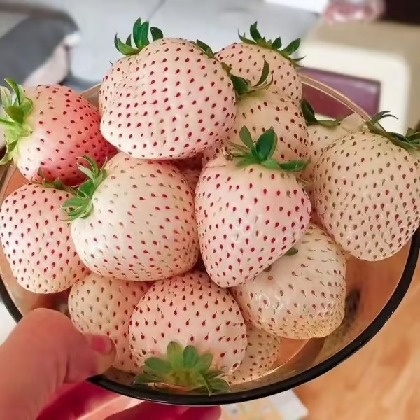 【 Sweet and Juicy 】White Strawberry 🍓 Seeds